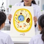 Animal Cell